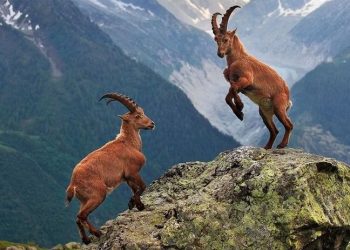 Danıştay, bakanlığın yaban keçisi avı ihalesini oy birliğiyle iptal etti