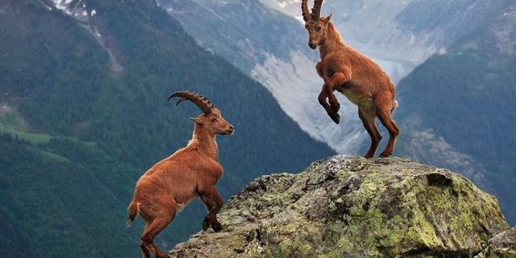 Danıştay, bakanlığın yaban keçisi avı ihalesini oy birliğiyle iptal etti