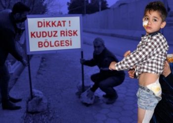 Derik’te 4'ü çocuk 7 kişiyi ısıran köpek kuduz çıktı; mahalle karantinaya alındı