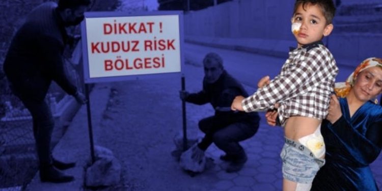 Derik’te 4'ü çocuk 7 kişiyi ısıran köpek kuduz çıktı; mahalle karantinaya alındı