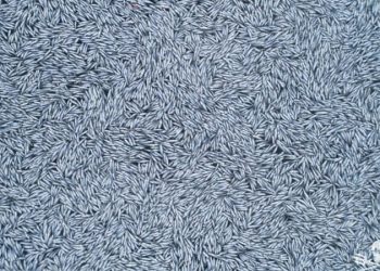 Fransa açıklarında 100 binden fazla ölü mavi mezgit balığı bulundu