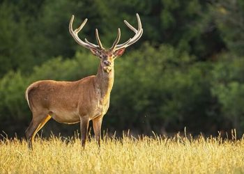 Geyiklerde Omicron tespit edildi