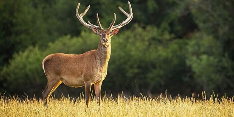 Geyiklerde Omicron tespit edildi