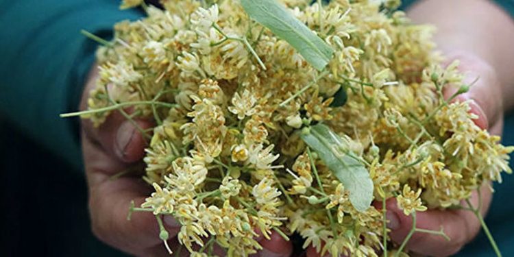 Ihlamurun kilosu 500 liraya yükseldi