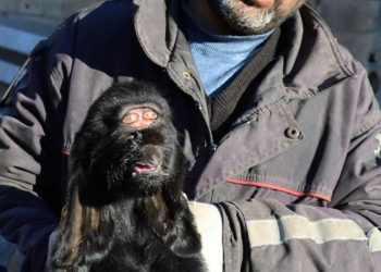 Kilis'te gözleri alnının ortasında oğlak doğdu