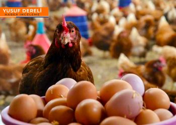 Kolisi 50 TL’ye çıktı; yumurta fiyatları nasıl düşecek?