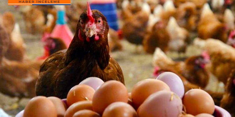 Kolisi 50 TL’ye çıktı; yumurta fiyatları nasıl düşecek?
