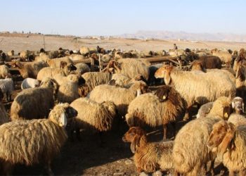 Koçerlerin suyunu kestiler: 16 bin koyun susuz