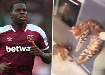 Kurt Zouma'nın işkence ettiği kediler elinden alındı