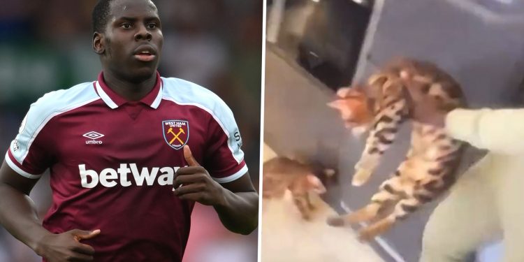 Kurt Zouma'nın işkence ettiği kediler elinden alındı