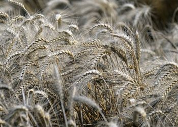 Lübnan: Bir aylık buğday rezervimiz kaldı