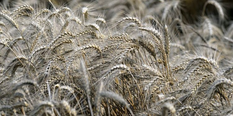 Lübnan: Bir aylık buğday rezervimiz kaldı