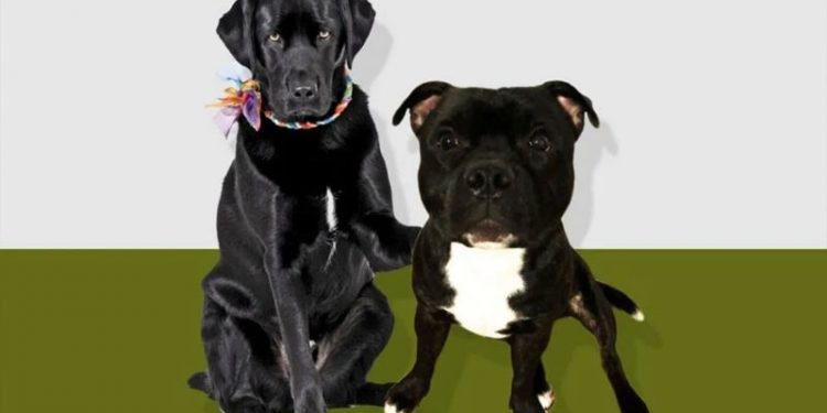 Macaristan seçimlerinde iki köpek Orban'a rakip oldu