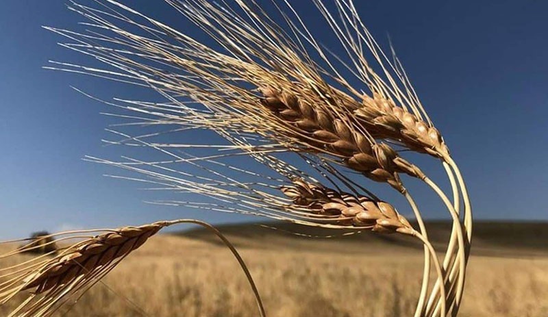 Rusya-Ukrayna krizi: Ekmek ve ayçiçek yağı fiyatları rekor kıracak