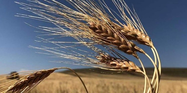 Rusya-Ukrayna krizi: Ekmek ve ayçiçek yağı fiyatları rekor kıracak