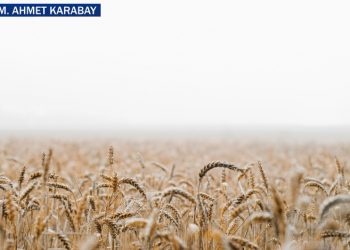 Rusya-Ukrayna savaşı en çok ekmeği vuracak