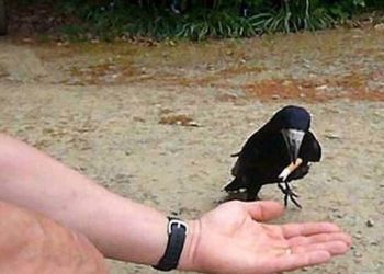 Sigara izmaritlerini kargalar toplayacak