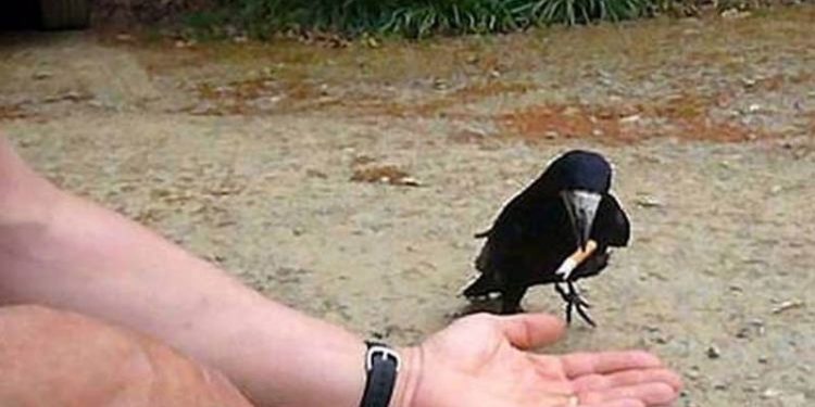 Sigara izmaritlerini kargalar toplayacak