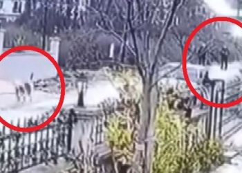 Sokak köpeğini öldüren polise soruşturma