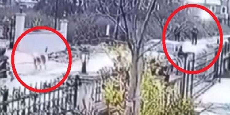 Sokak köpeğini öldüren polise soruşturma