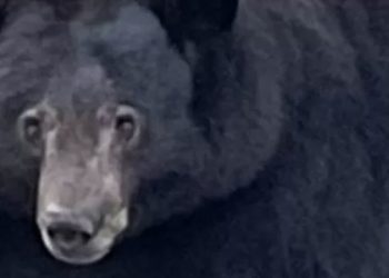 Tank Hank adı verilen dev siyah ayı California polisi tarafından aranıyor