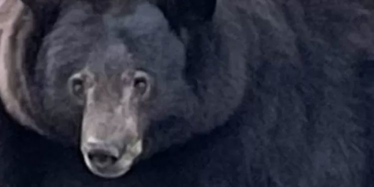 Tank Hank adı verilen dev siyah ayı California polisi tarafından aranıyor