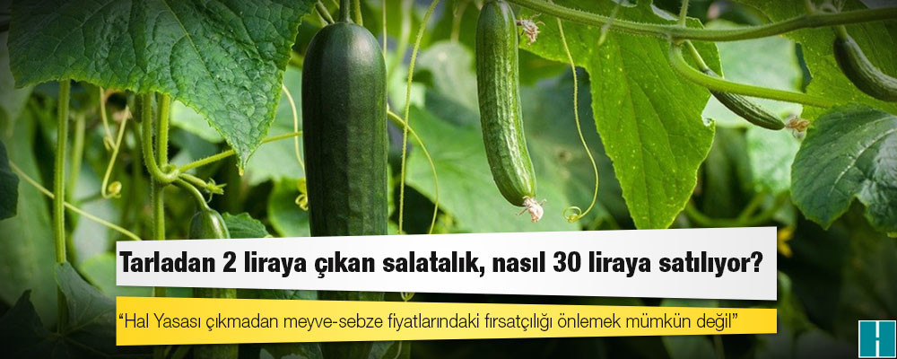 Tarladan 2 liraya çıkan salatalık, nasıl 30 liraya satılıyor?