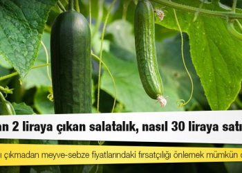 Tarladan 2 liraya çıkan salatalık, nasıl 30 liraya satılıyor?