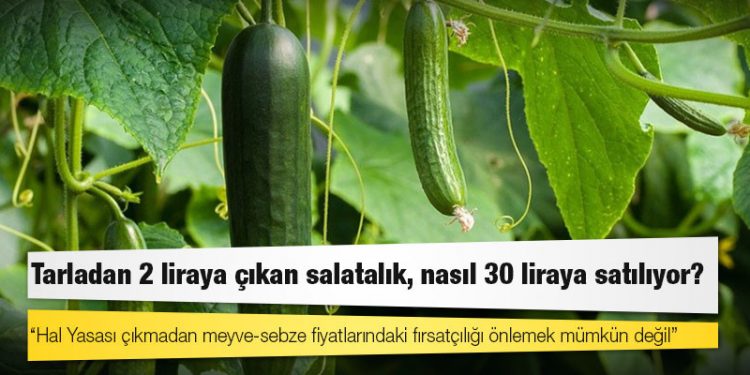 Tarladan 2 liraya çıkan salatalık, nasıl 30 liraya satılıyor?