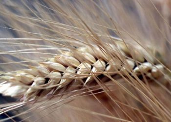 Tarım ve Orman Bakanlığı:  Hububat ve diğer ham madde stoklarında arzında bir sıkıntı öngörülmüyor