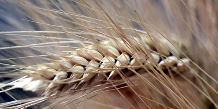 Tarım ve Orman Bakanlığı: Hububat ve diğer ham madde stoklarında arzında bir sıkıntı öngörülmüyor