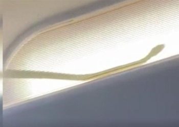 Uçağa yılan girdi, acil iniş yapıldı