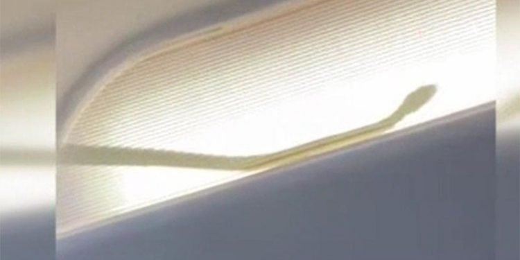 Uçağa yılan girdi, acil iniş yapıldı