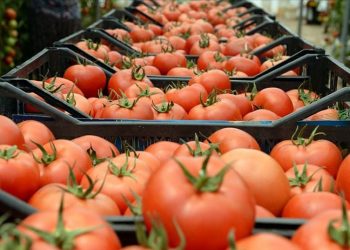 İhracatçı telaş içinde: Mallarımız TIR’lar içinde bekliyor