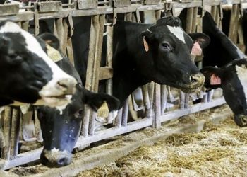 İneği kesmek sağmaktan daha kârlı: Çiftliklerde faturalar yüzde 170 arttı