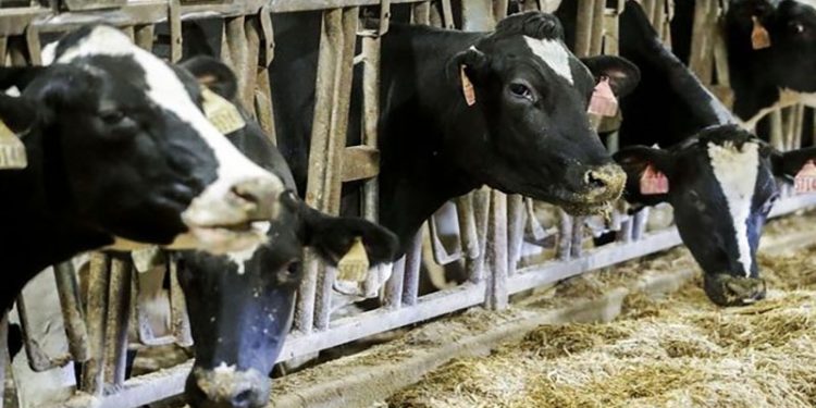 İneği kesmek sağmaktan daha kârlı: Çiftliklerde faturalar yüzde 170 arttı