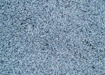 'Şoke edici': Dev trol teknesi, Atlantik Okyanusu'na 100 bin ölü balık bıraktı