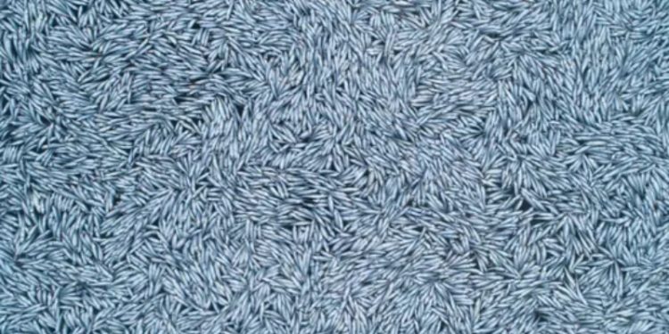 'Şoke edici': Dev trol teknesi, Atlantik Okyanusu'na 100 bin ölü balık bıraktı