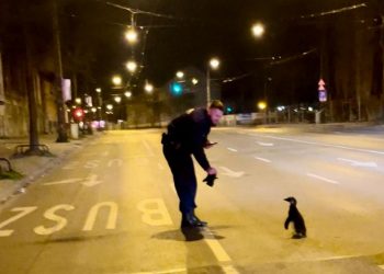 Macaristan’ın başkenti Budapeşte’de polisten yavru penguen ‘avı’