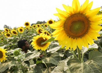 Ukrayna’dan sevkıyat durunca Hindistan, Rus ayçiçek yağına rekor fiyat ödedi