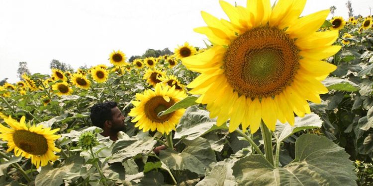Ukrayna’dan sevkıyat durunca Hindistan, Rus ayçiçek yağına rekor fiyat ödedi