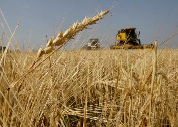 Rusya, bazı ülkelere tahıl ihracatını yasakladı