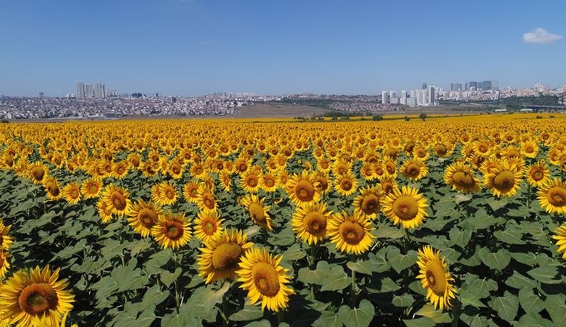 4 ilin 7 ilçesinde ayçiçek yağı ve zeytin üretimine destek kararı