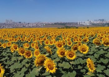 4 ilin 7 ilçesinde ayçiçek yağı ve zeytin üretimine destek kararı