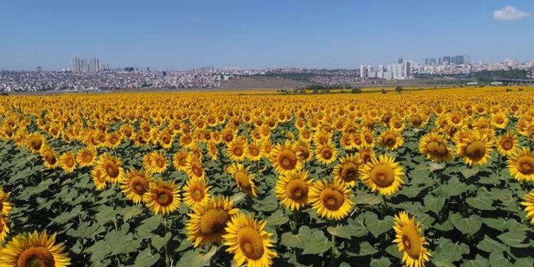 4 ilin 7 ilçesinde ayçiçek yağı ve zeytin üretimine destek kararı
