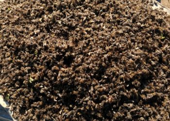 Adana'da 500 kovan arı öldü, inceleme başlatıldı