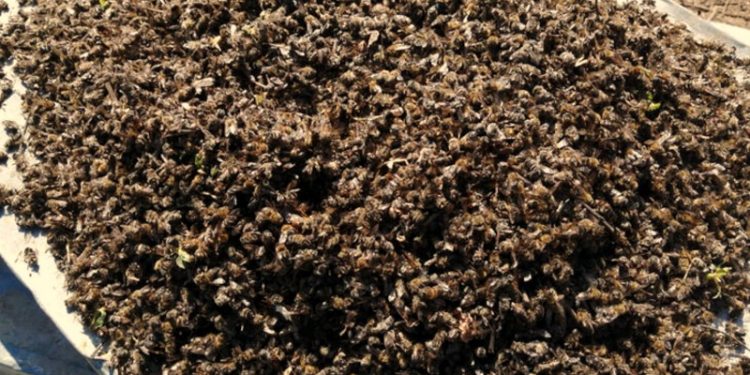 Adana'da 500 kovan arı öldü, inceleme başlatıldı