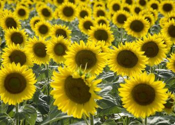 Ayçiçek üreticisi: 50 kuruş destek vereceksin, 22 liraya mazot alacağım; Allah'tan reva mı bu?