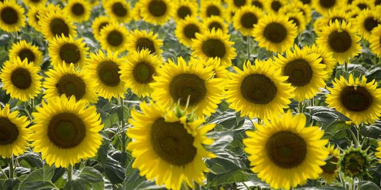 Ayçiçek üreticisi: 50 kuruş destek vereceksin, 22 liraya mazot alacağım; Allah'tan reva mı bu?