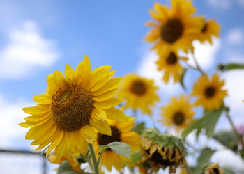 Ayçiçeği, yağ üretimi için dört şehirde destek kapsamına alındı